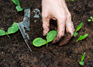 Trapianto delle piantine da orto 957 0 Il trapianto delle piantine da orto_ok